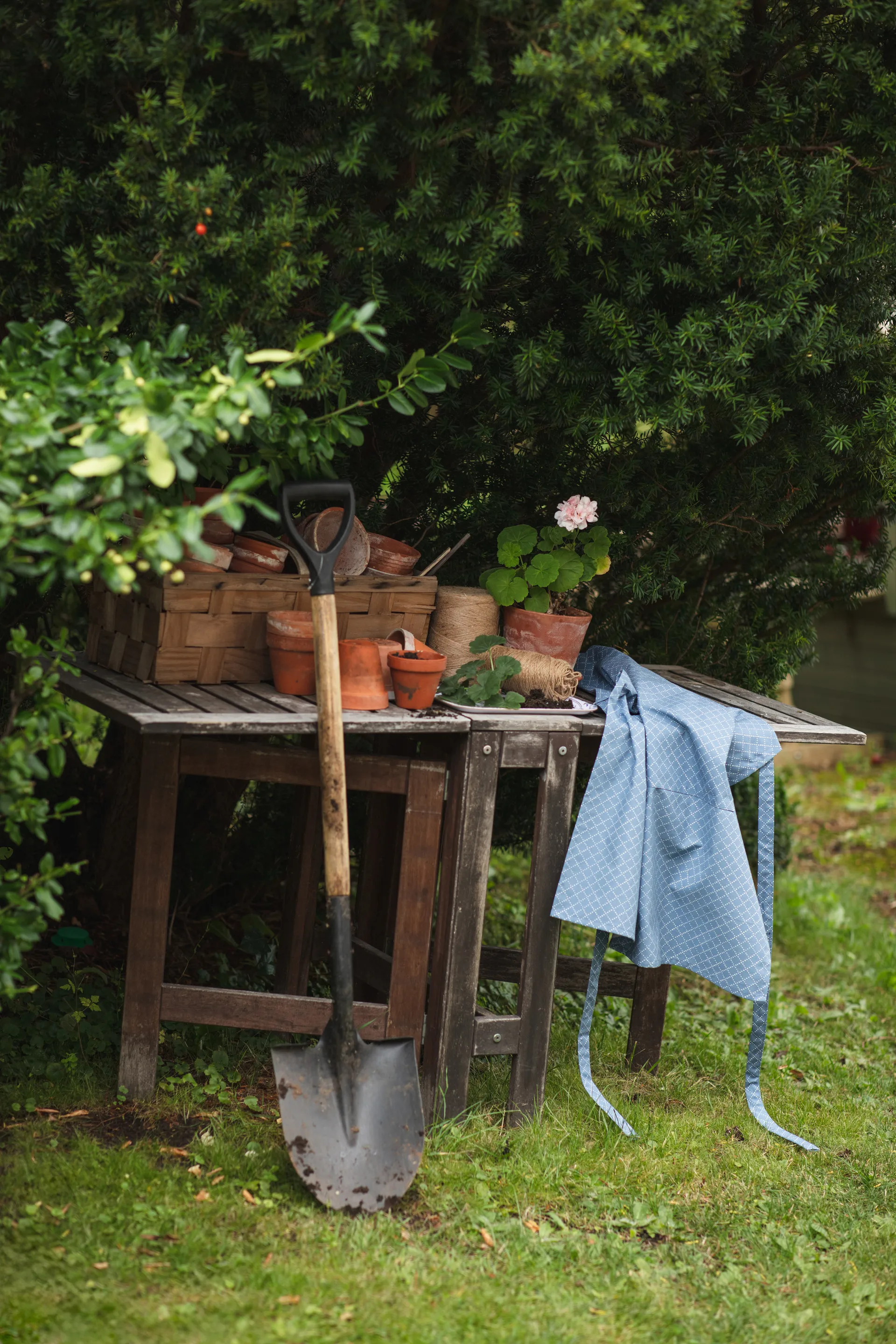 Prickruta forkle, Blå Almedahls
