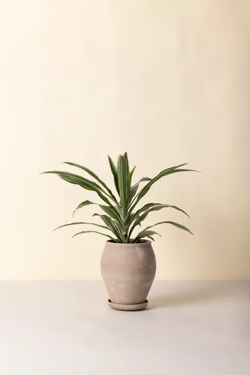 Delphi potte med fat 2 deler - Grey, Ø22 cm, tall - Bergs Potter