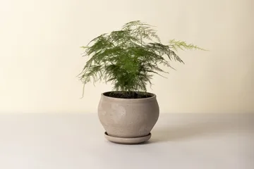 Delphi potte med fat 2 deler - Grey, Ø24 cm, low - Bergs Potter