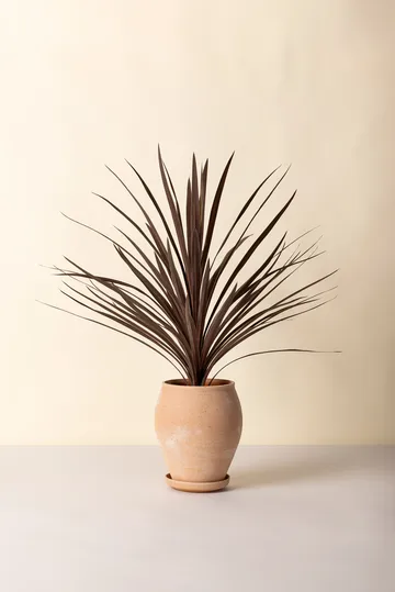 Delphi potte med fat 2 deler - Rosa, Ø22 cm, tall - Bergs Potter