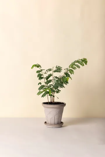 Fleur potte med fat 2 deler - Grey, Ø21 cm - Bergs Potter