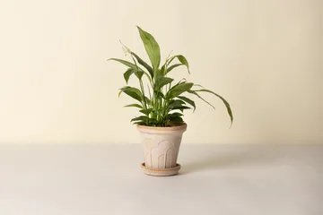 Fleur potte med fat 2 deler - Rosa, Ø16 cm - Bergs Potter