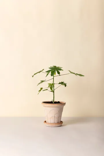 Fleur potte med fat 2 deler - Rosa, Ø21 cm - Bergs Potter