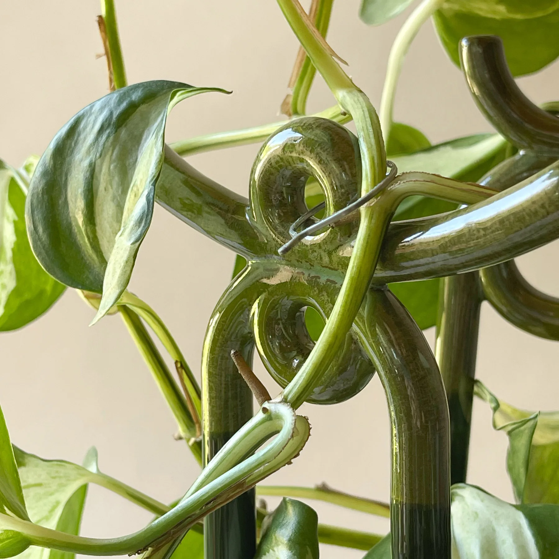 Folk Yuma plantebeskyttelse, Moss green Bergs Potter