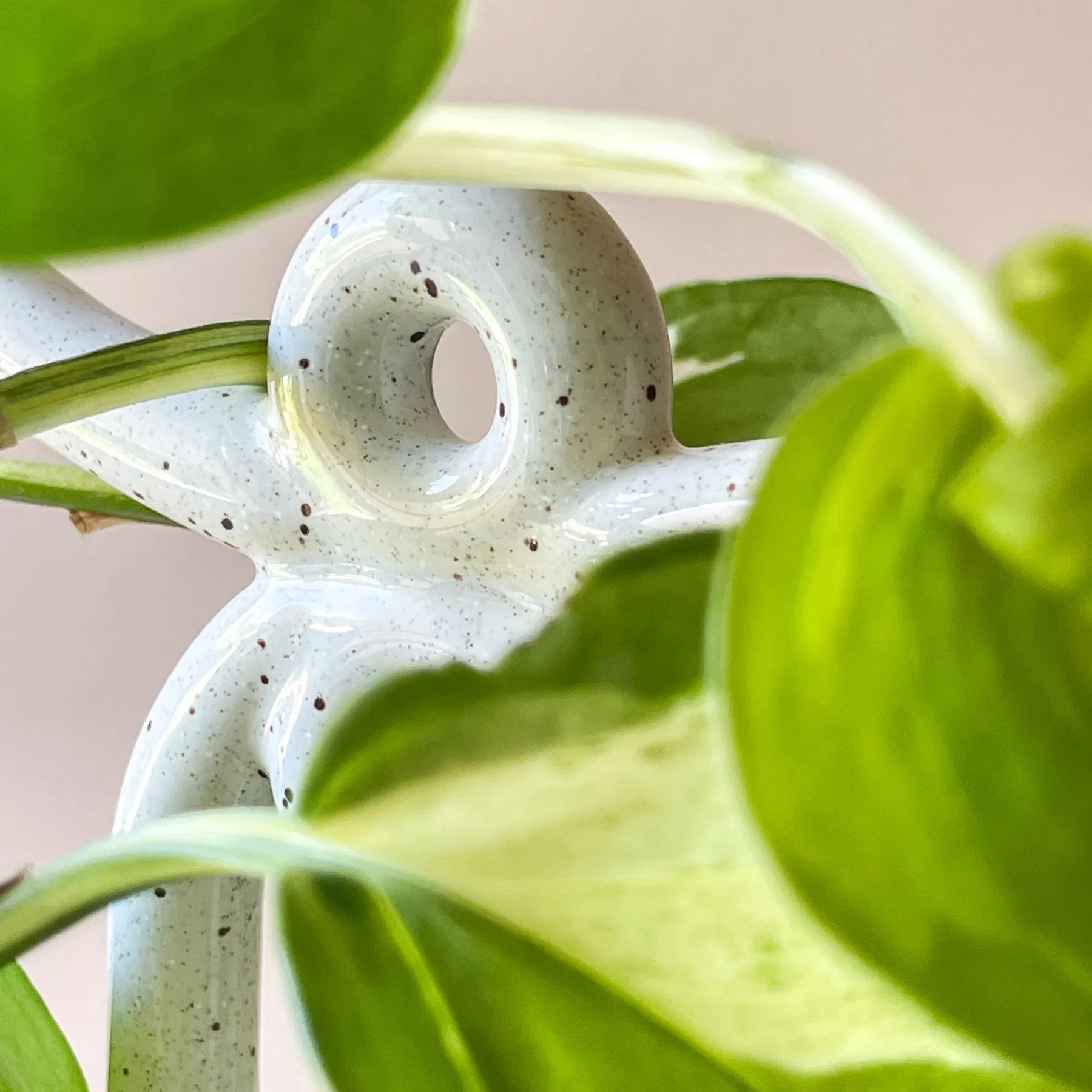 Folk Yuma plantebeskyttelse, Pebble White Bergs Potter