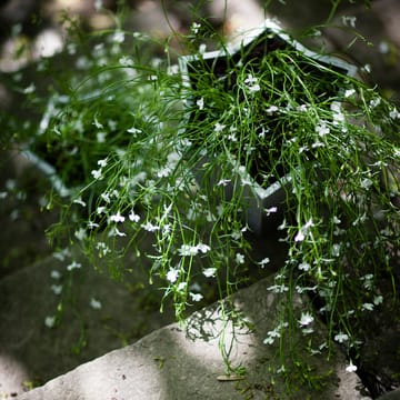 Stjärnkruka potte - Aluminium, lav Ø23 cm - Byarums bruk