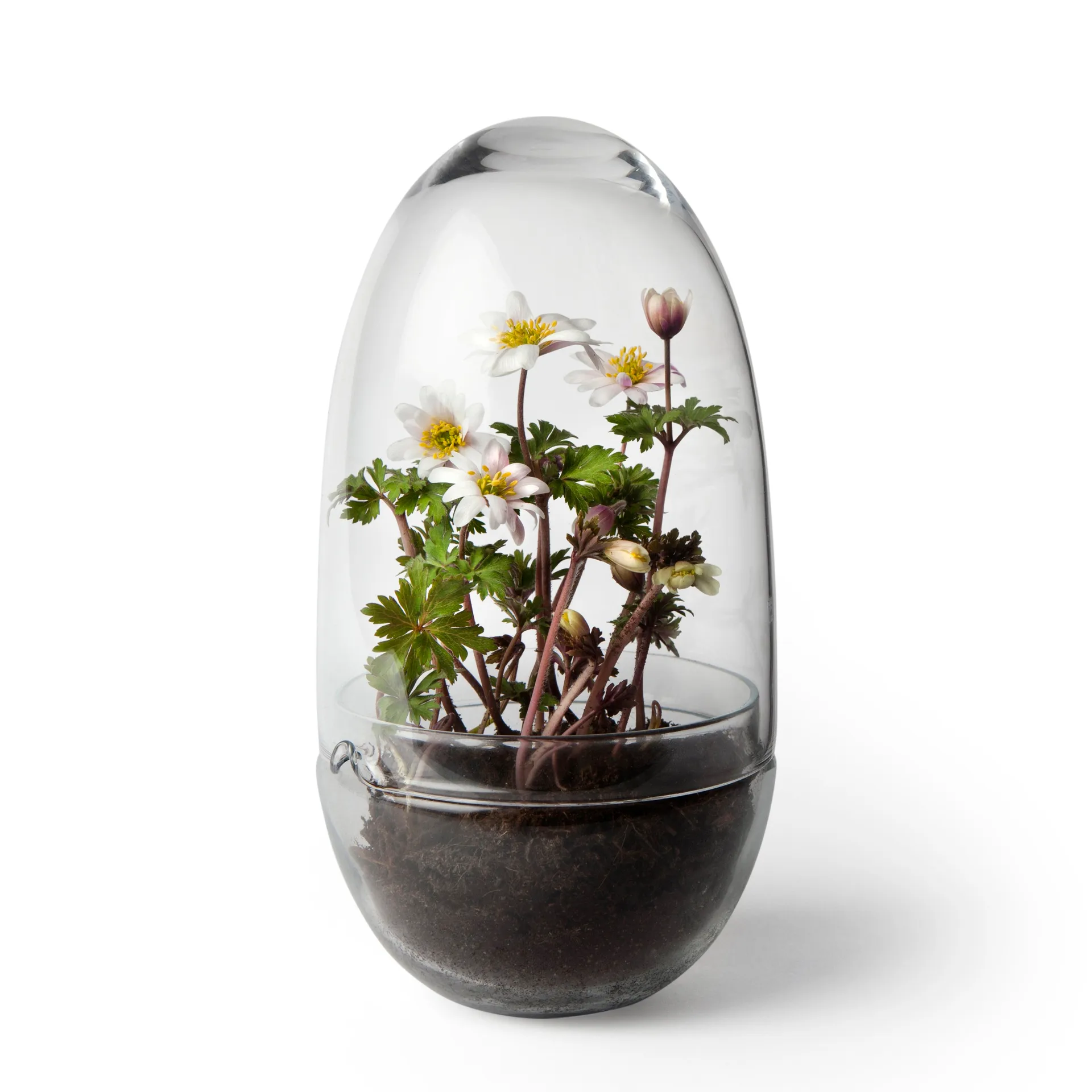 Grow vekstkuppel, Medium ø11 cm Design House Stockholm