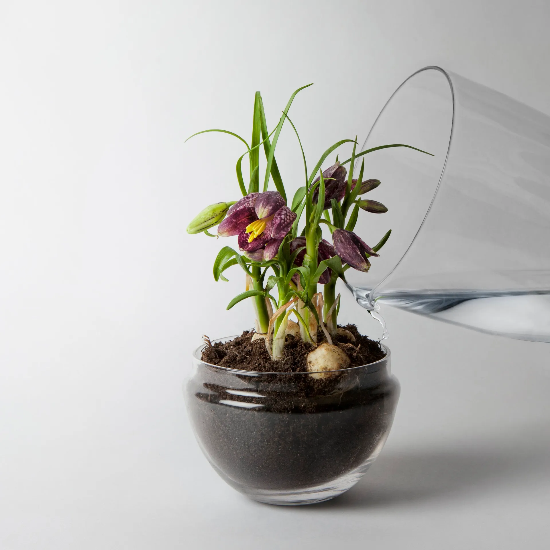 Grow vekstkuppel, Medium ø11 cm Design House Stockholm
