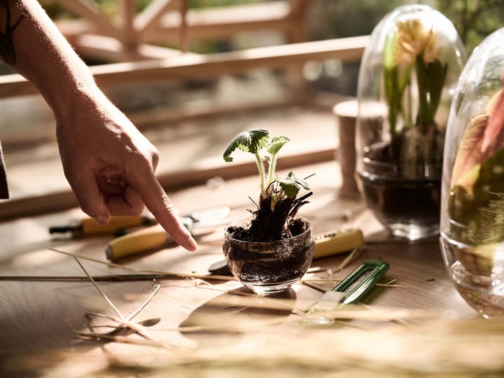 Grow vekstkuppel, Small ø8 cm Design House Stockholm