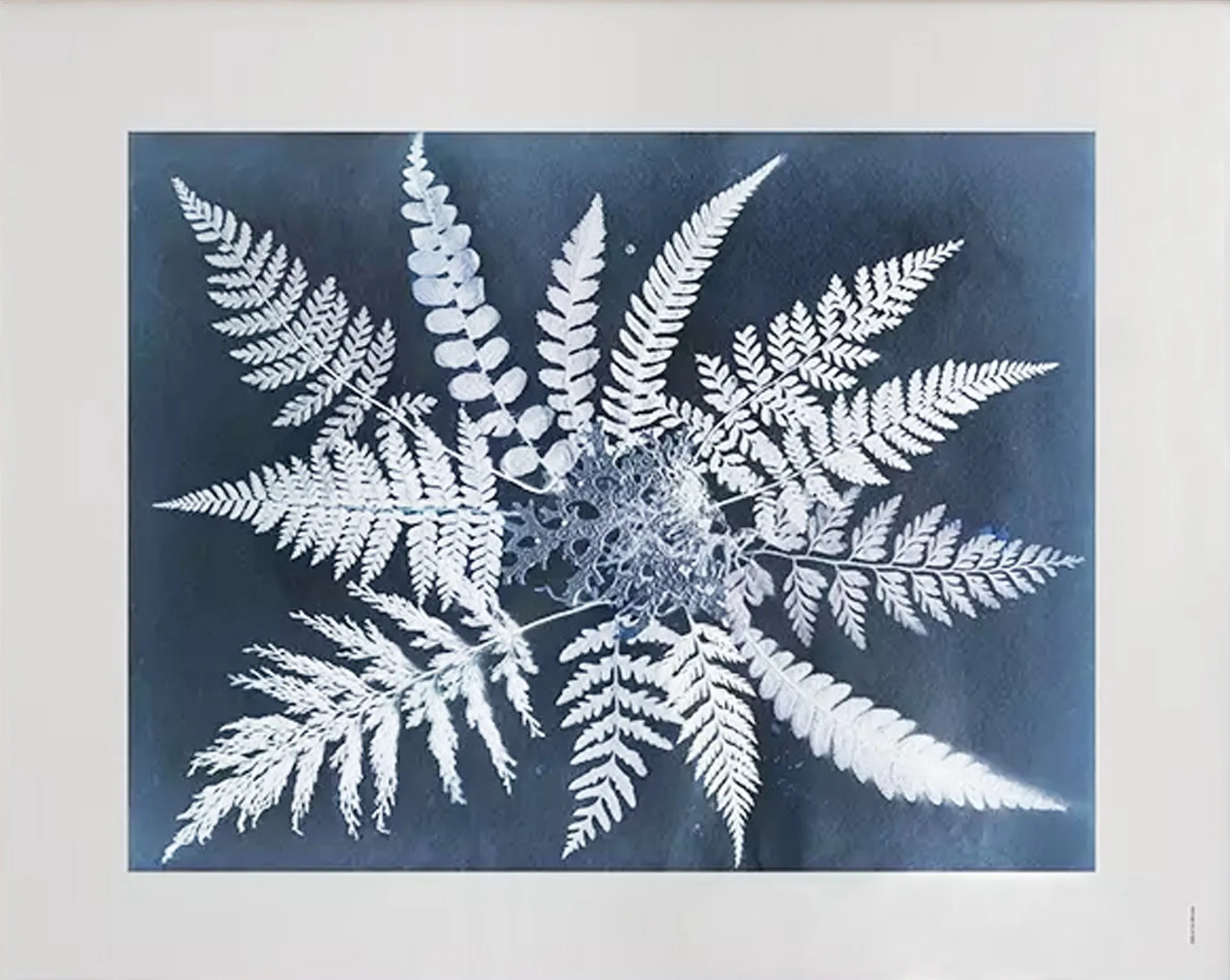 Fern star plakat, 40 x 50 cm Fine Little Day