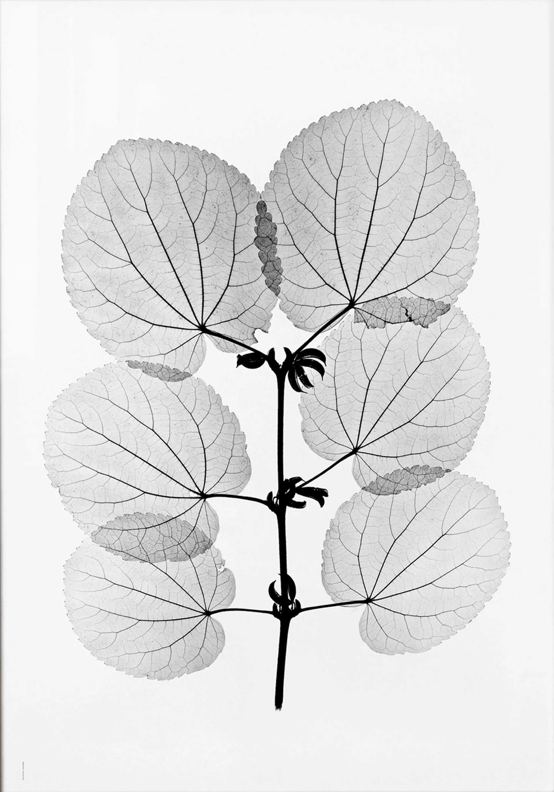 Katsura plakat, 70 x 100 cm Fine Little Day