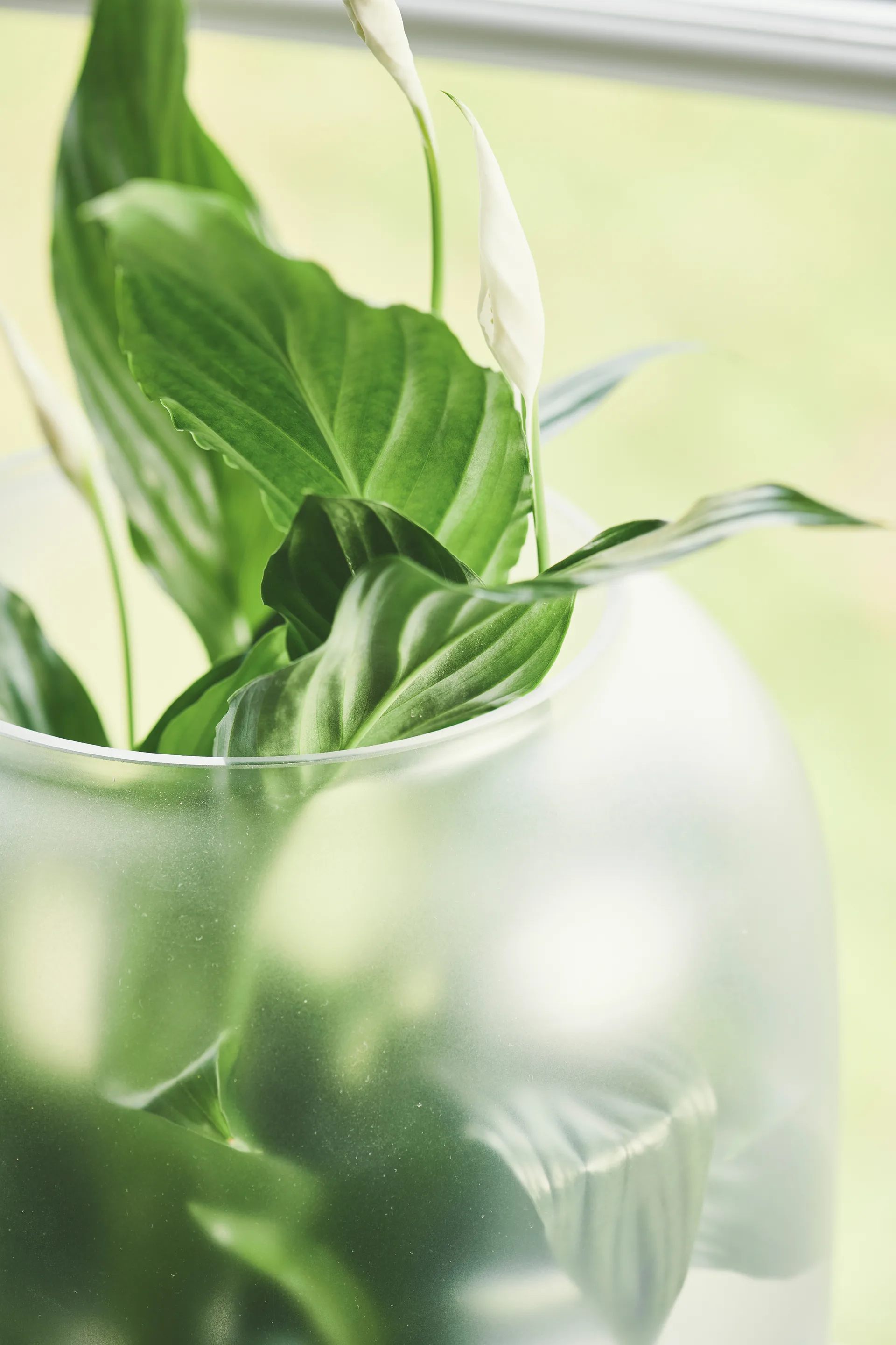 Nebl krukke med frostet glass Ø 26 cm, Sort Gejst