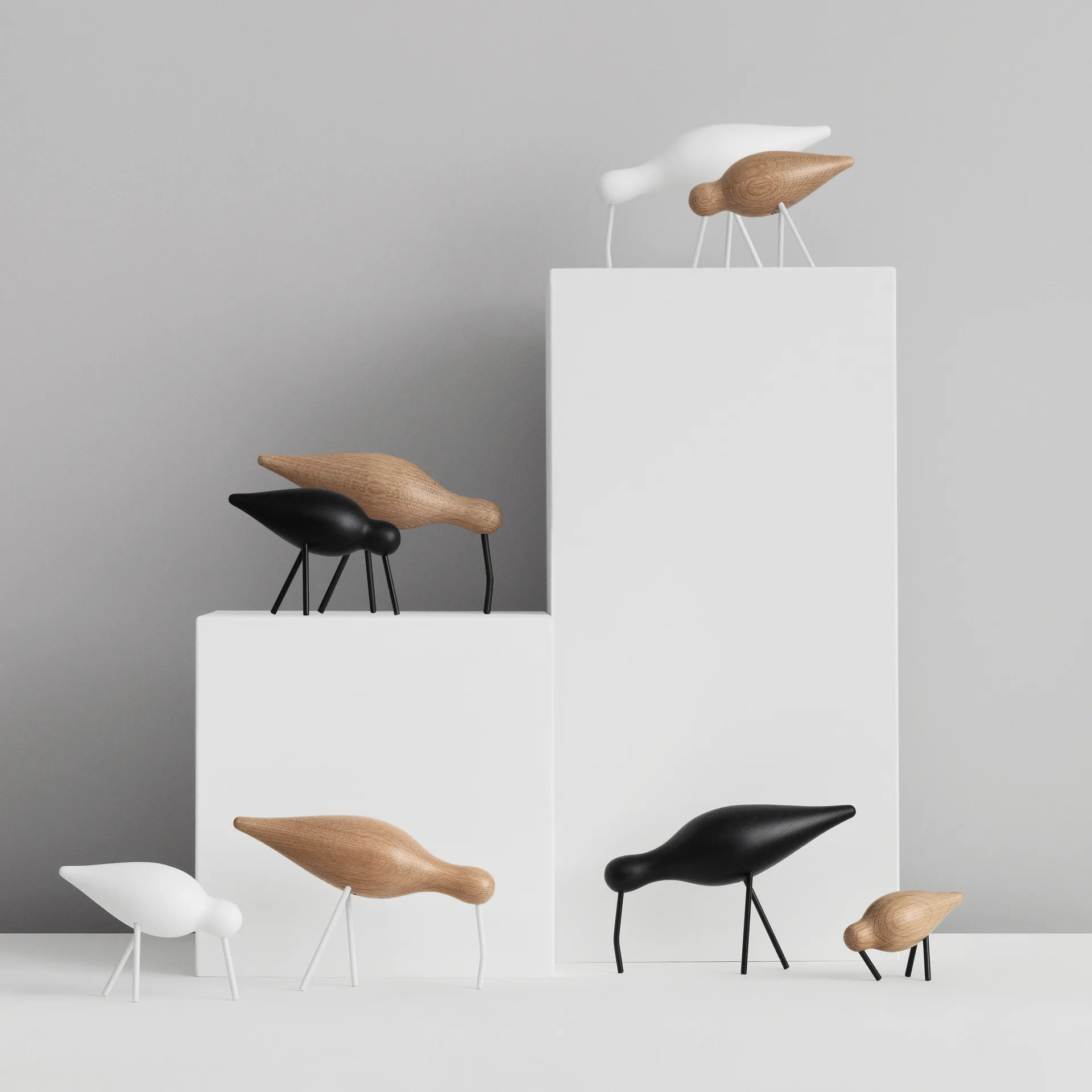 Shorebird eik-hvit, mellom Normann Copenhagen