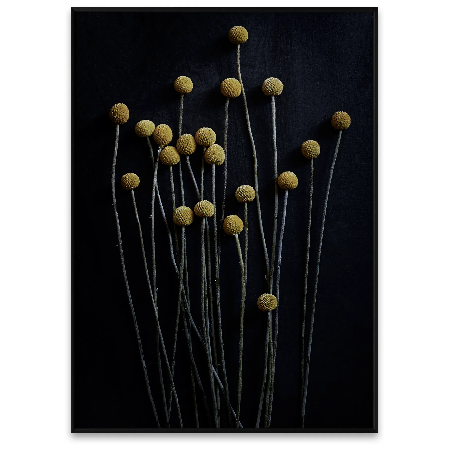 Stil Life 01 Yellow Drumsticks poster, 50x70 cm Paper Collective