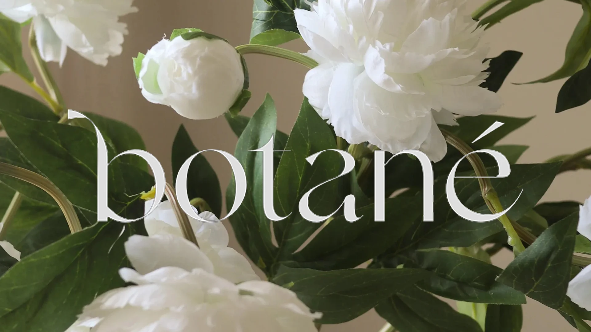Nærbilde av hvite peoner med grønne blader og ordet «botané» i elegant hvit skrift over midten av bildet.