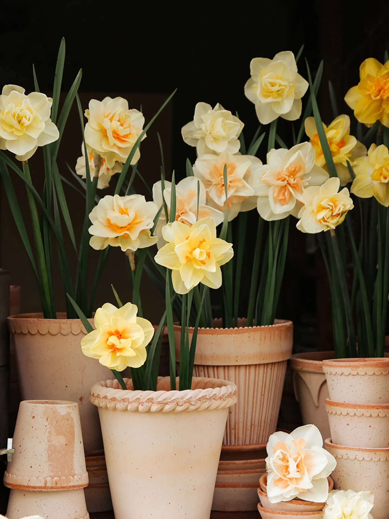 Potter med gule og kremfargede påskeliljer med oransje sentre.
